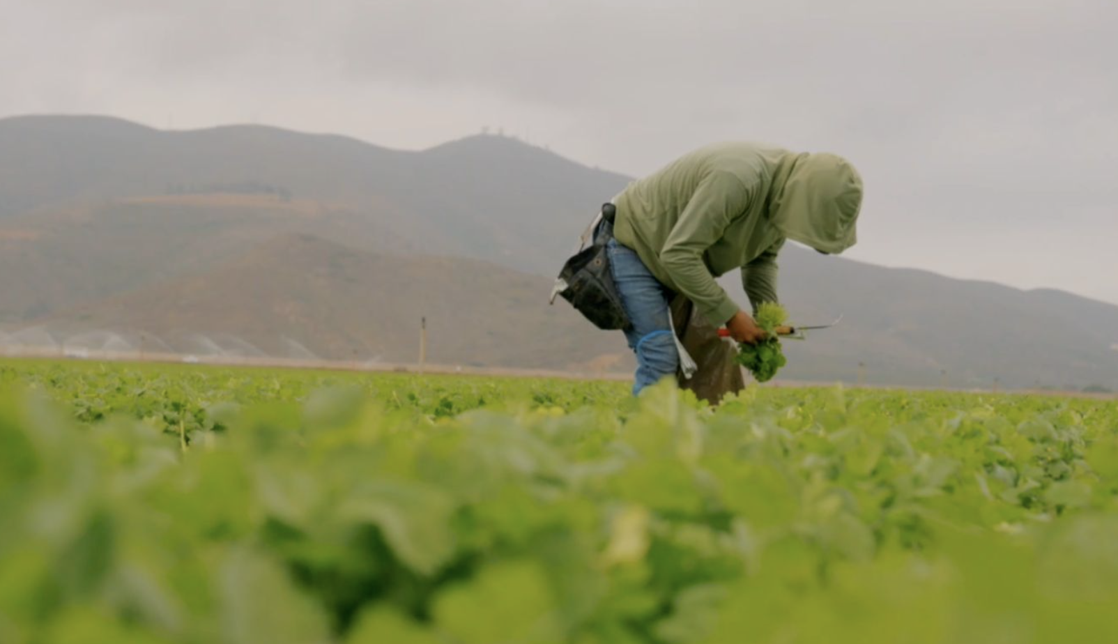 A farmworker in Ventura County, California.